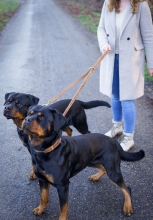 Darcis Hundeleine Braun 200 cm - Extrem Robust aus hochwertigem und doppellagigen Rindsleder (2,5 cm breit) - Ideale Hunde Leine für Große Hunde - 3 fach verstellbar - Rostfreier Karabinerhaken