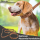 Darcis Hundehalsband Braun - Extrem robustes Lederhalsband aus hochwertigem Rindsleder - Ideal für starke Hunde - Halsband Hund - Hundehalsband Leder - Lederhalsband Hund - verschiedene Größen erhältlich